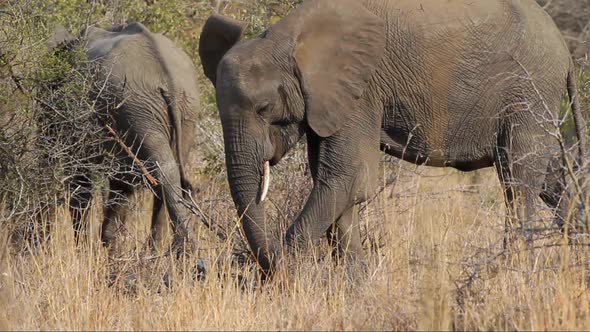 African Elephant Feeding