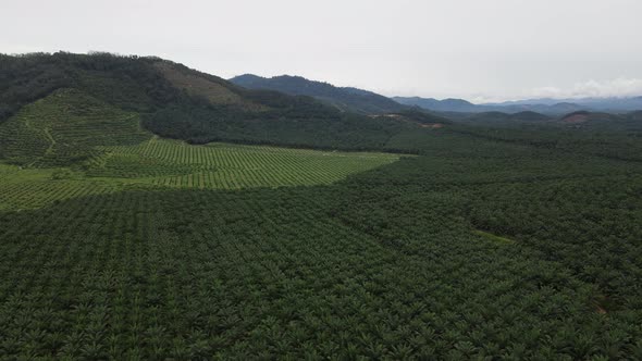 Aerial view old and young oil palm plantation near the hill