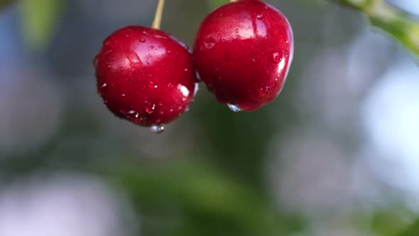 Close Up of Ripe Cherries Hanging From a Cherry Tree Branch