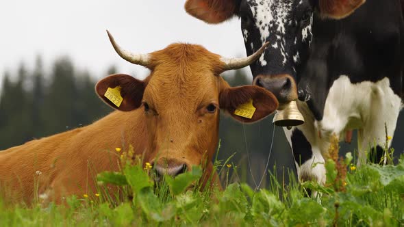 Cows, Funny Cow Chews. The Animal Is Looking at the Camera, Closeup. 