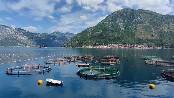 Montenegro. Farms for the cultivation of oysters, mussels