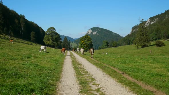 cow herd walking away from camera on a small mountain pass