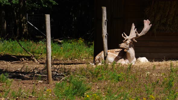 Animals Park with Fallow Deer, France