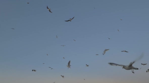 Flying Seagulls Against Evening Sky
