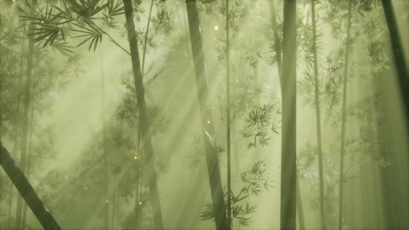 Asian Bamboo Forest with Morning Fog Weather