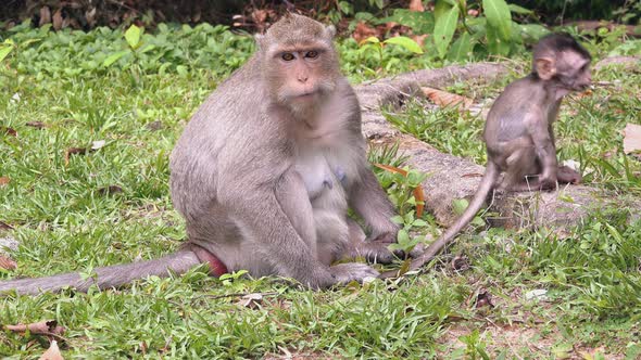 Mother and Baby Macaque Monkeys