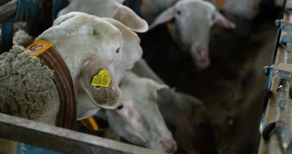 Sheeps on a Flock Farm