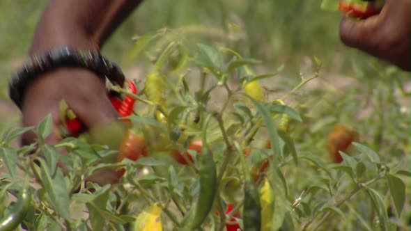 Chili peppers being harvested in Africa.