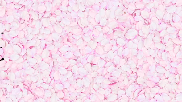 Cherry Blossom Reveal alt