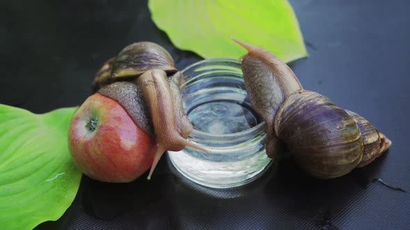 Two Giant African Land Snails Crawling