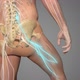 right zone waist and leg nervous system - VideoHive Item for Sale