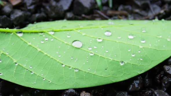 Cinematic Extreme Close Up Drop of Morning Dew Falling on Green Leaf of Plant