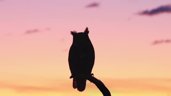 Silhouette of a Great Horned Owl at Dawn