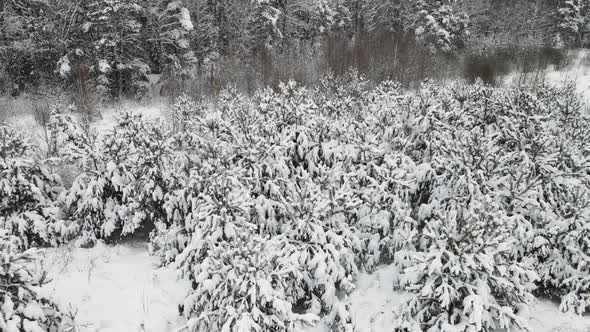 Christmas Trees in the Field are Fantastically Covered with Snow Aerial View