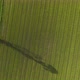 beautiful rice plants in rice field. aerial view drone top view. evening time. - VideoHive Item for Sale