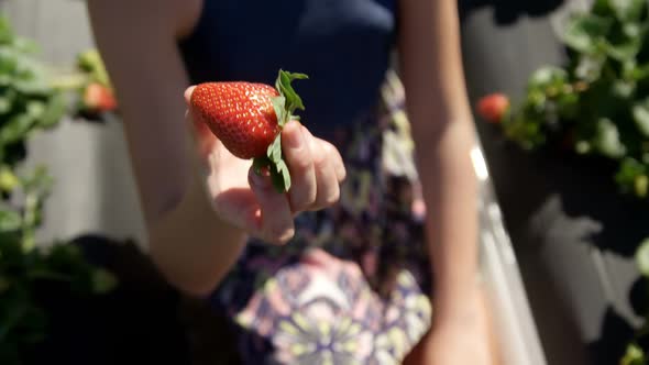 Girl examining a strawberry in the farm 4k