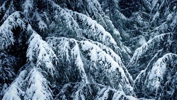 Snow Covered Tree Branches In Snowfall