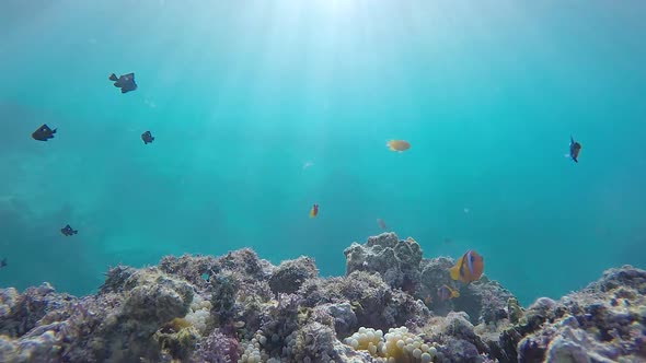 A slow motion underwater video of Anemone fish swimming about in tropical water with sunbeams flicke