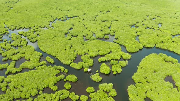 Aerial View of Mangrove Forest and River