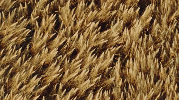 Aerial Closeup View of Golden Wheat Field