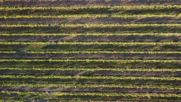 Aerial View of Vineyards Field Plantation on Sunset