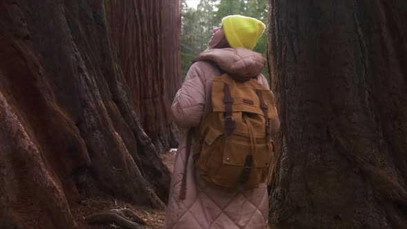 Slow Motion Back View Traveller Hiking Between Giant Ancient Red Sequoia Trees