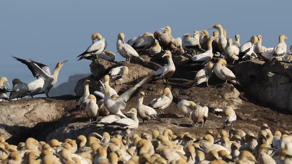 Cape Gannet Colony