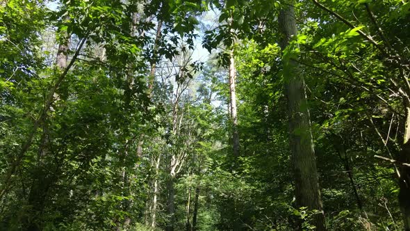 Natural Landscape in the Forest During the Day