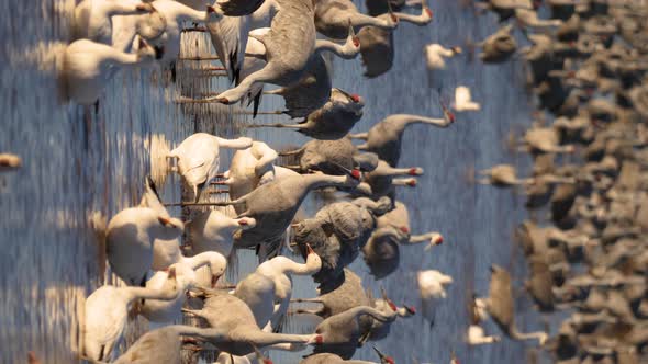 Vertical shot of water crowd during sunset. This is a video of some sand hill cranes walking in a fl