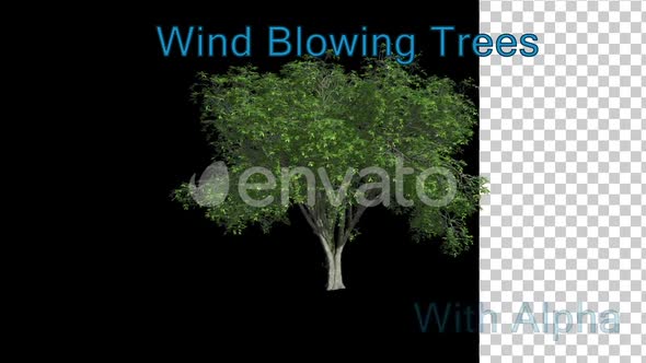 Wind blowing American Elm Tree