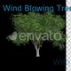 Wind blowing American Elm Tree - VideoHive Item for Sale