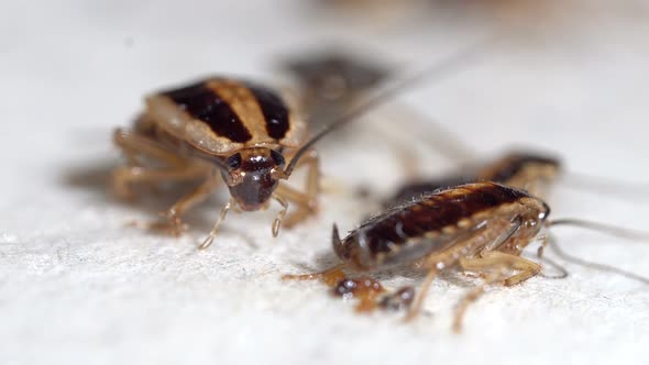 Front View of an Young Red Сockroach Wiggling Its Whiskers Macro