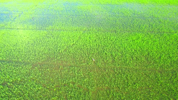 Drone flying over the beautiful rice sapling field