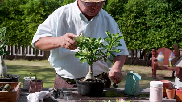 Asian retirement grandfather watering the plants after changing soil and pot at the garden home