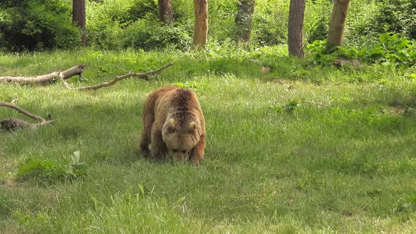 Real Wild Kodiak Bear In Natural Habitat Among The Trees In The Forest