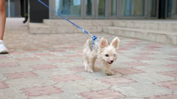 Small Puppy with Brown White Fur and Leash Runs Along Street