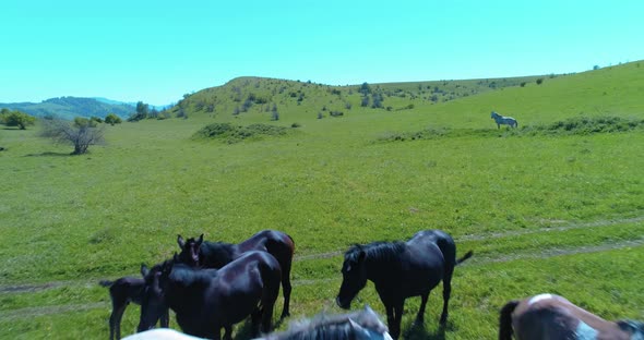 Flight Over Wild Horses Herd on Mountain Meadow