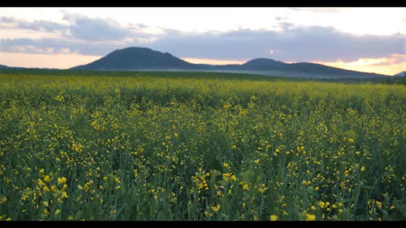 Rapeseed Plantations Against The Backdrop Of The Mountain At Sunset
