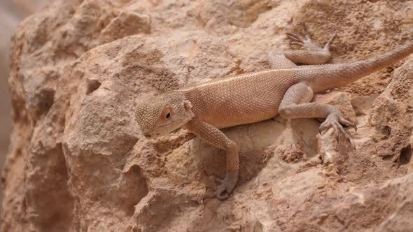 Desert Agama on a rock