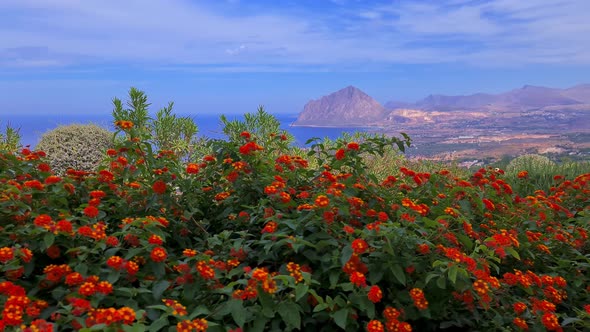 Red lantana flowers with panoramic view of Monte Cofano in background, Sicily. Italy