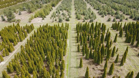 Aerial View Thuja Seedlings Grown on an Industrial Scale