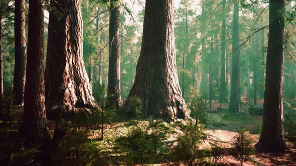 Giant Sequoias in the Giant Forest Grove in the Sequoia National Park