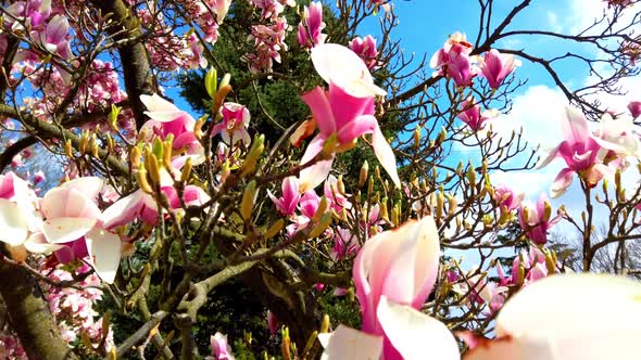 Flowering magnolia