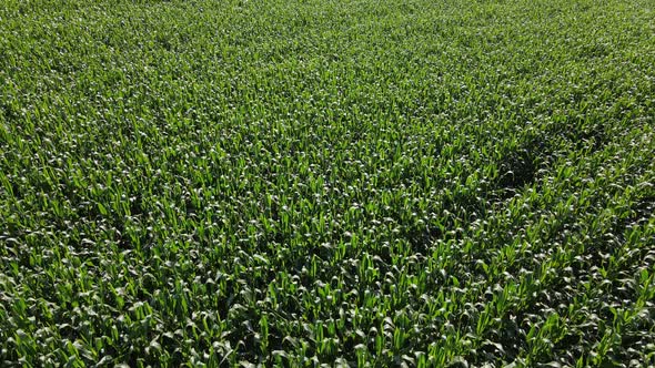 Rows Of Small Green Sprouts Of Corn