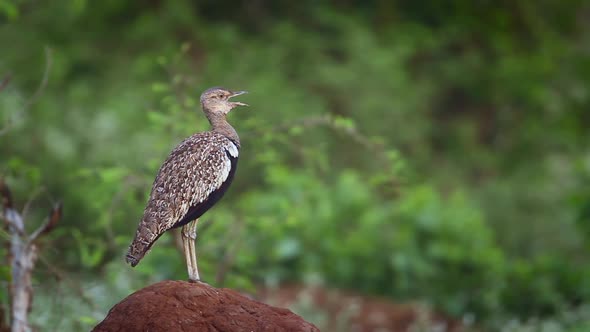 Black bellied bustard in Kruger National park, South Africa