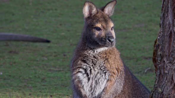  A closeup of a red-necked wallaby (Macropus rufogriseus)