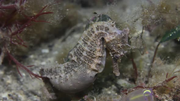 A pregnant common seahorse attached to some marine vegetation swaying about in the ocean current