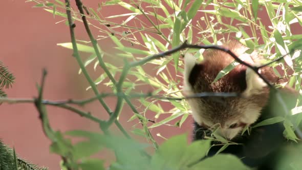 Little Red Panda Eats Bamboo in Forest