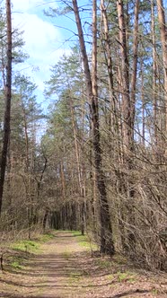 Vertical Video of the Small Road in the Forest During the Day