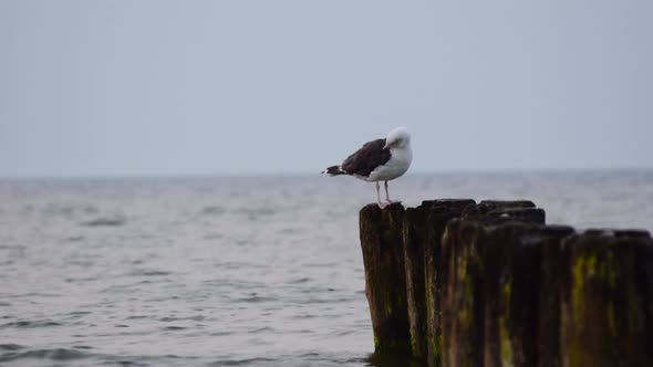 Seagull & Sea